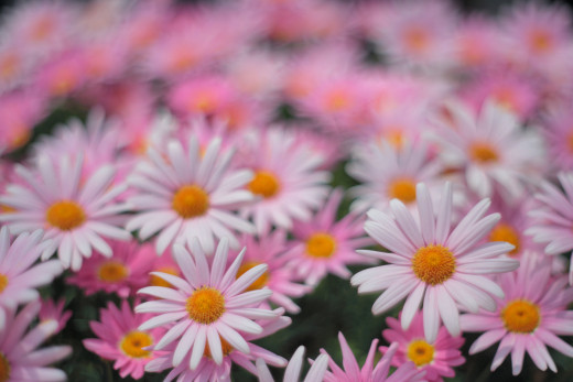 �1763358 �������(a): ����������:2048x1365